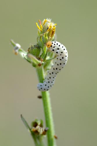 Cephaledo sp.